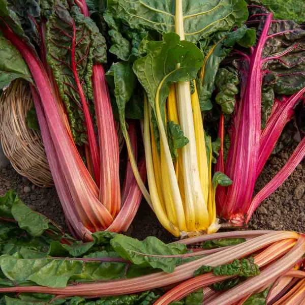 Potagères - Poirée Bright Lights en mélange - face recto